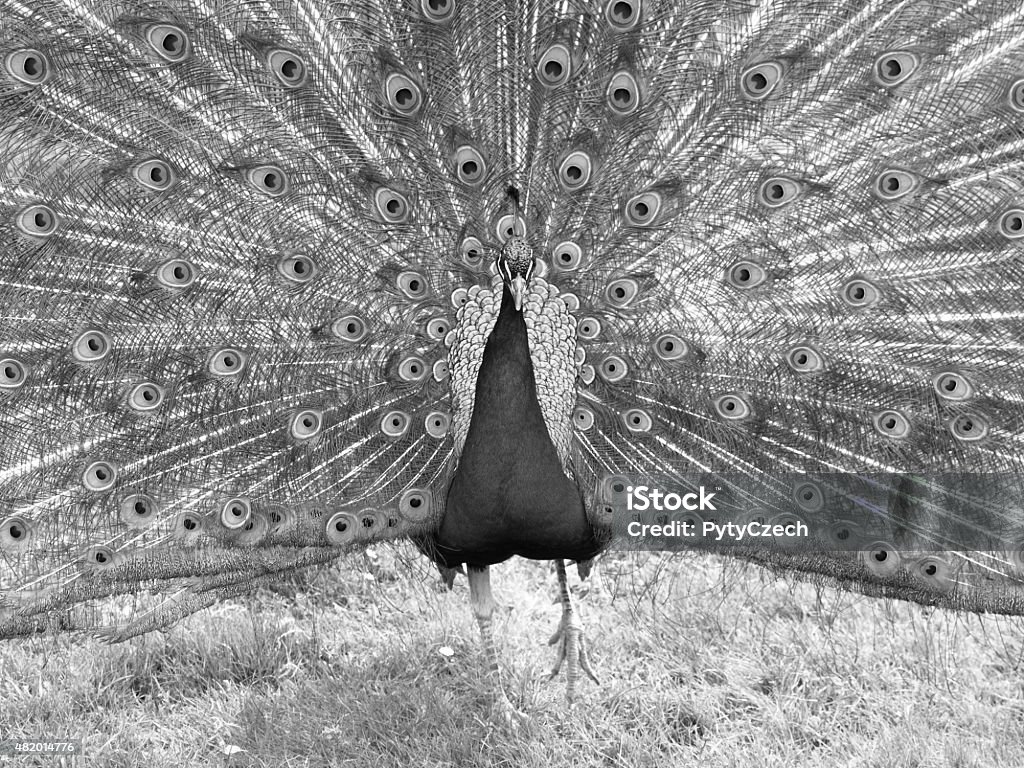 Peacock with spread feathers Portrait of beautiful peacock with colorful feathers fanned out, black and white image 2015 Stock Photo
