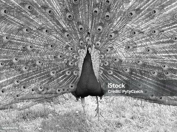 Peacock With Spread Feathers Stock Photo - Download Image Now - 2015, Animal, Animal Markings