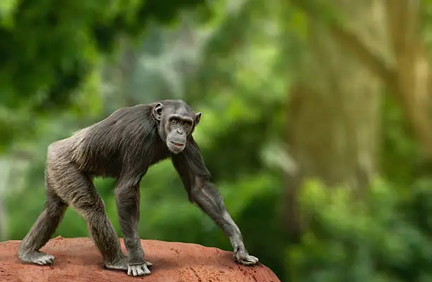Ape chimpanzee female looking at camera, walking over a white background