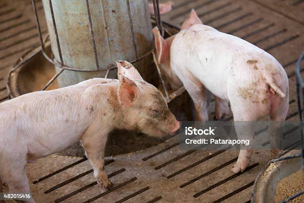 Stock fotografie Malá Prasata – stáhnout obrázek nyní - 2015, Apetit, Dítě - Lidský věk