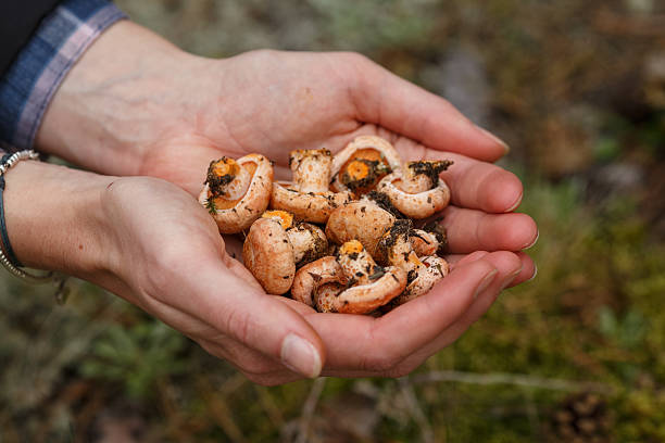 istock Handful of mushrooms 482015654
