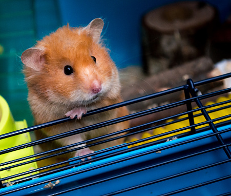 A cute syrian hamster climbing out of its cage.