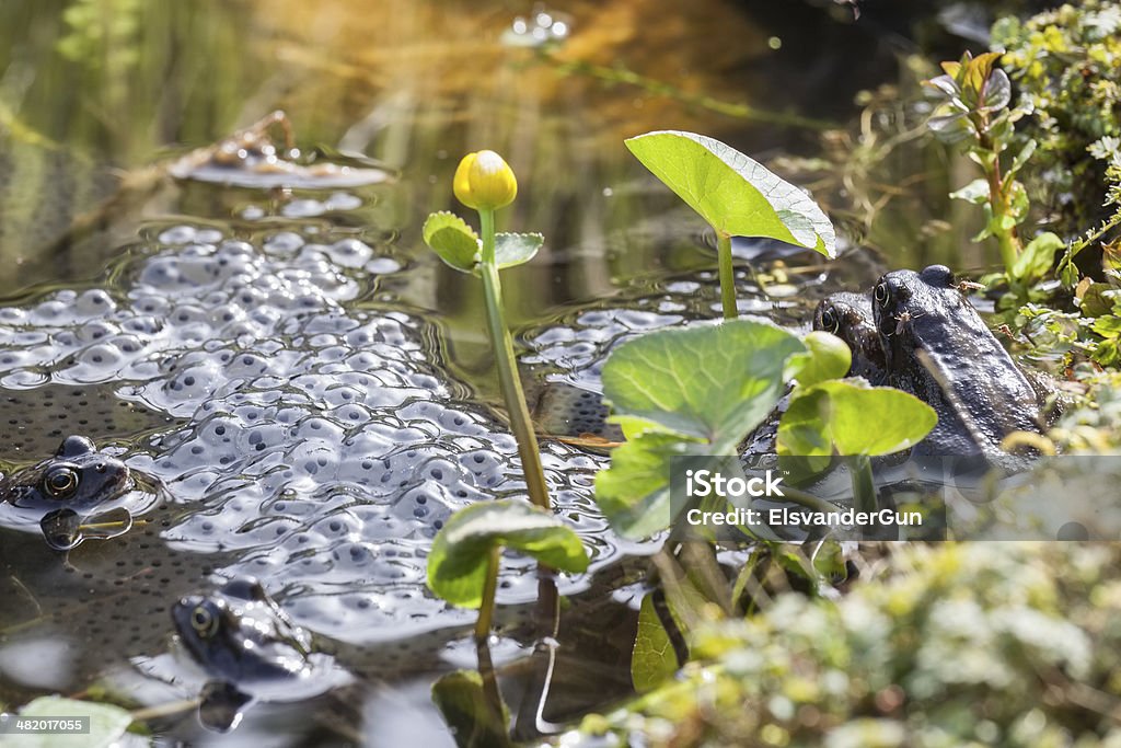 Huevos de rana - Foto de stock de Agua libre de derechos