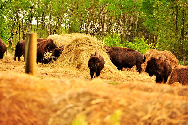 istock Bison in the canadian prairies 482017923
