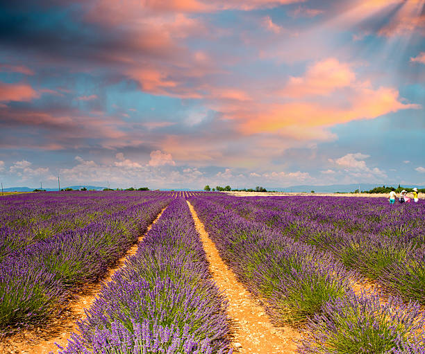 istock Beautiful lavender fields of Provence in July 482017949