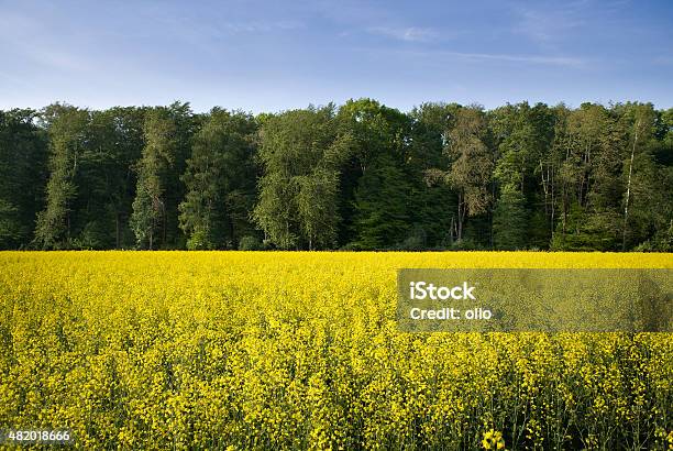 Canola Field Trees Blue Sky Stock Photo - Download Image Now - 2015, Agricultural Field, Agriculture