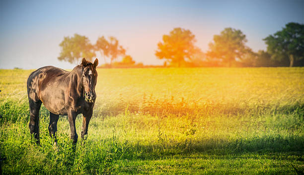 istock Black horse on summer nature background, banner for website 482019114