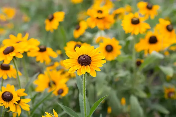 group of Rudbeckia hirta flowers. The bees fly aound and do their job. Lovely summer day
