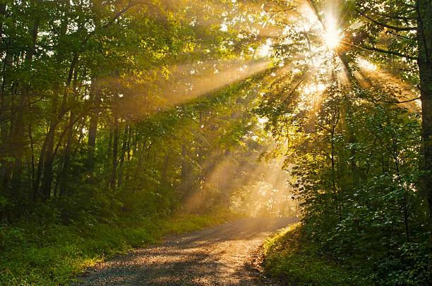 istock Sun rays cover a small mountain road in morning hours. 482019492