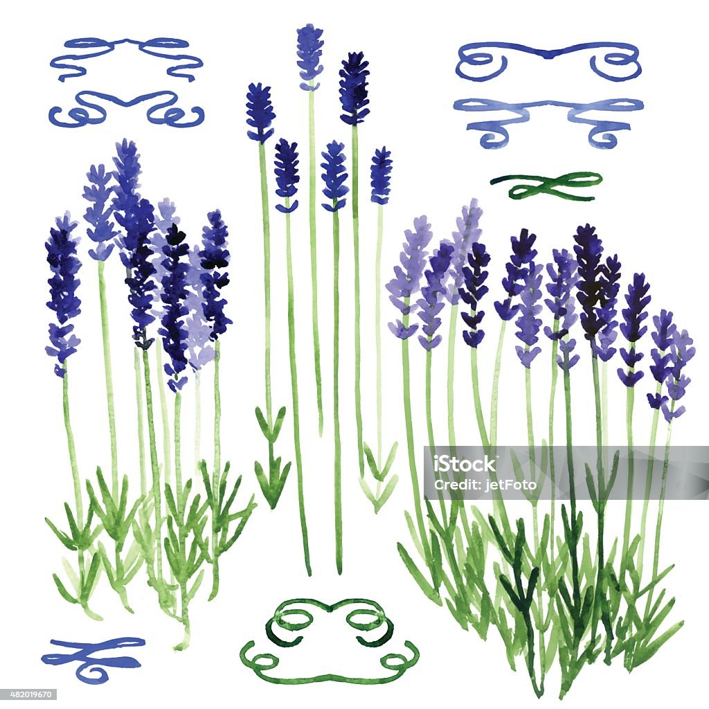 Set of watercolor design elements - lavender and ribbons Collection of watercolor design elements - lavender and ribbons 2015 stock vector