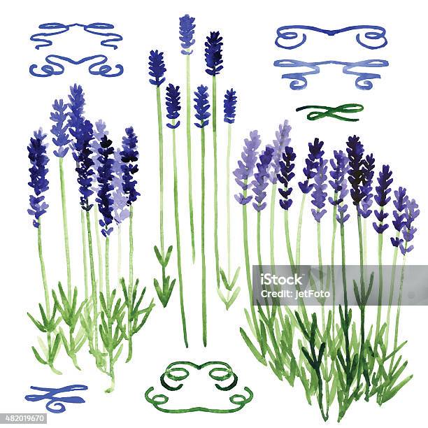 Set Of Watercolor Design Elements Lavender And Ribbons Stock Illustration - Download Image Now