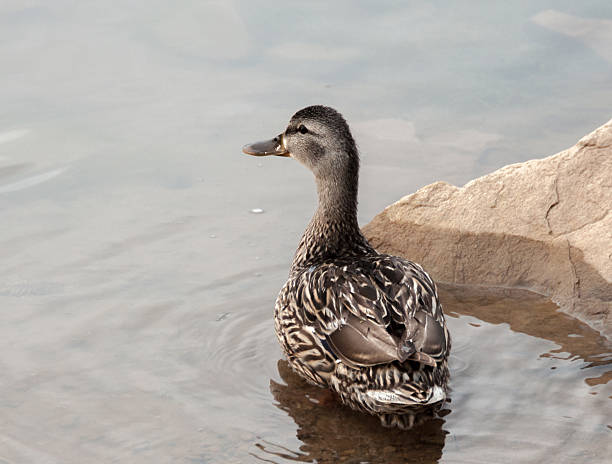 istock Female Mallard Duck in Water 482021136