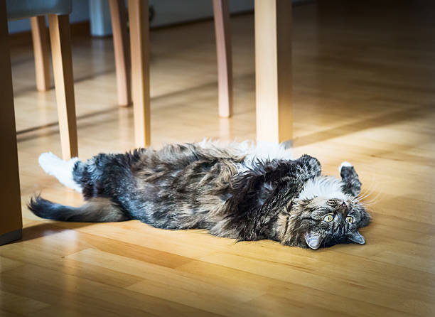 istock Cat lying  on his back in  wooden floor under table 482021274