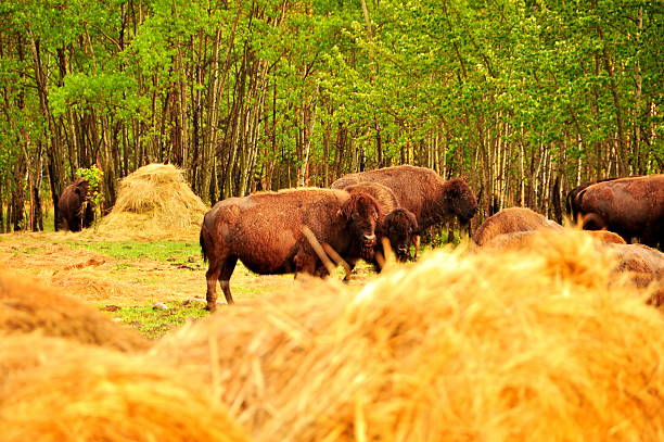 istock Bison in the canadian prairies 482021371