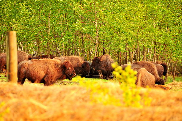 istock Bison in the canadian prairies 482021735