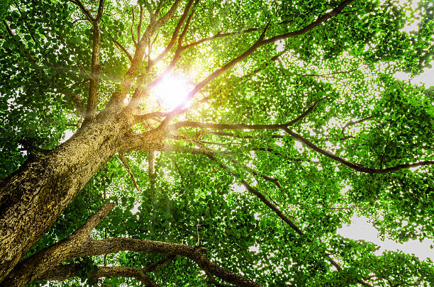 istock forest trees. nature green wood sunlight backgrounds. 482021797