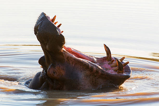 hippo gähnen - kruger national park hippopotamus animal mouth animal stock-fotos und bilder