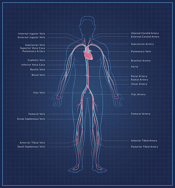 ilustraciones, imágenes clip art, dibujos animados e iconos de stock de human sistema circulatorio - human vein illustrations