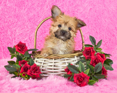 A very sweet Yorki-Poo puppy sitting in a basket with red roses around her on a pink background.