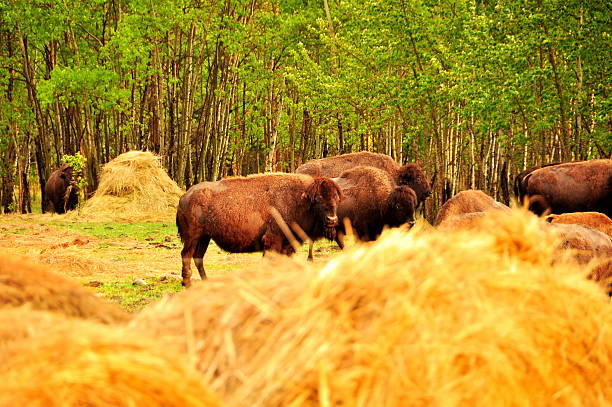 istock Bison in the canadian prairies 482023885