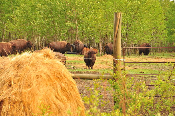 istock Bison in the canadian prairies 482023897