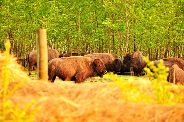 istock Bison in the canadian prairies 482023909