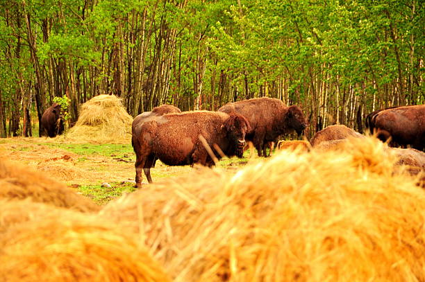 istock Bison in the canadian prairies 482023913
