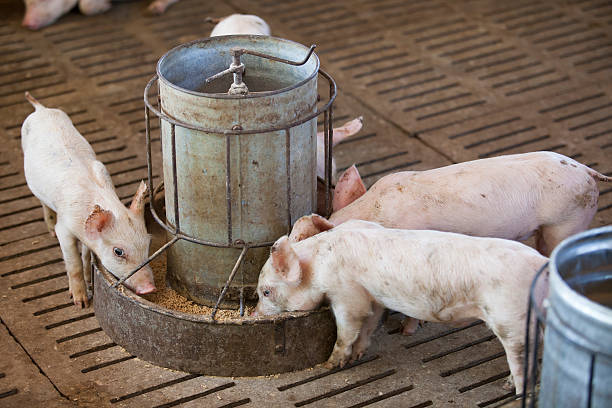 small pigs small pigs in the farm feeding pig stock pictures, royalty-free photos & images