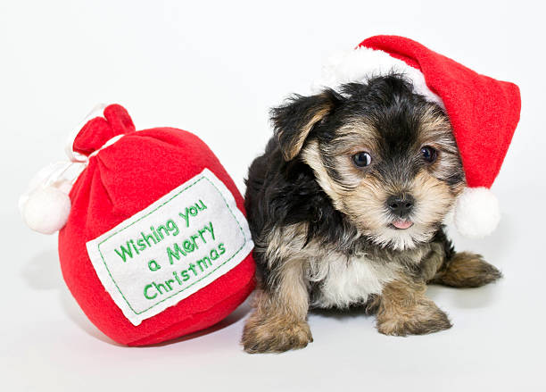 istock Silly Christmas Puppy 482024495
