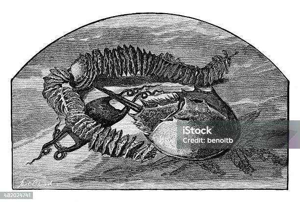 Sea Creatures Stock Illustration - Download Image Now - Horseshoe Crab, 19th Century Style, Animal