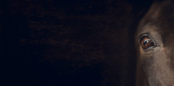 istock Horse eye on dark brown background, banner for website 482024744