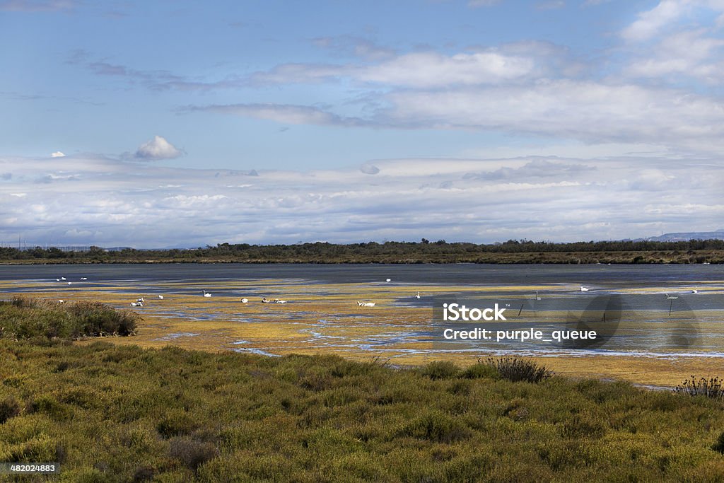 landscape camargue world heritage site Camargue in the south of france, with swans and water birds Animal Stock Photo