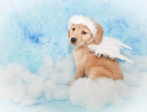 Cute puppy wearing Angel wings and a halo sitting in the clouds, with a blue background.