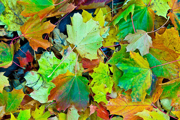 istock Background group autumn orange leaves. Outdoor 482027015