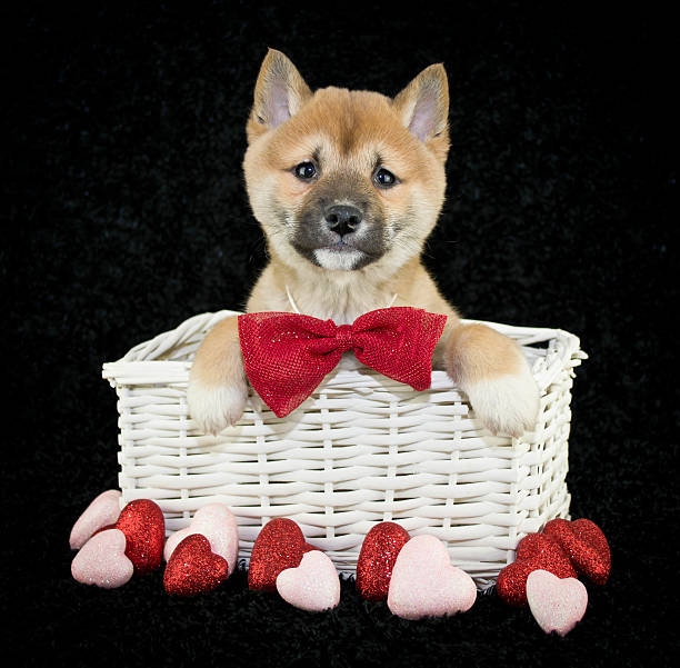 istock Shiba Inu Puppy 482027469