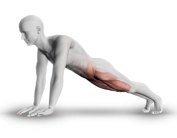 3 d 숫나사 디스트리토 그림 요가 자세 - strength skinless muscular build human muscle 뉴스 사진 이미지