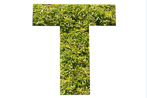 istock capital letter T in green 482027674