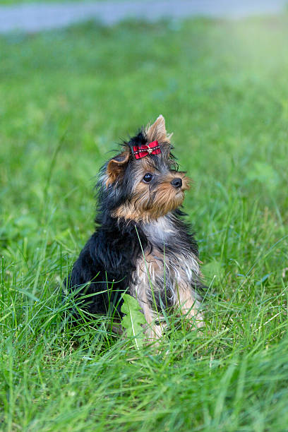 istock Puppy Yorkshire Terrier walking in the Park 482027954