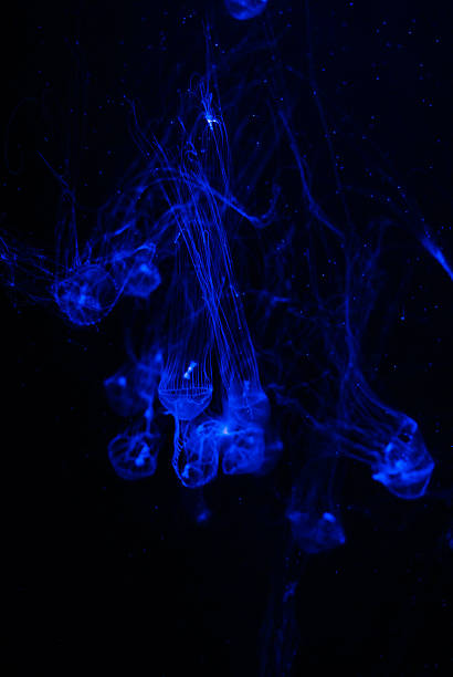 Small jellyfish in blue light stock photo