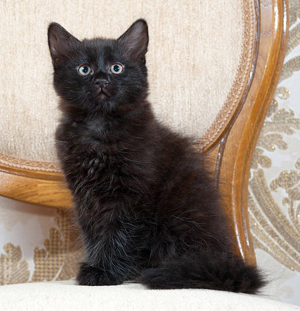 istock Small fluffy black and white cat sitting on chair 482031492