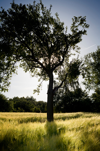 Silhouette of a tree in a wheat field, back lit, soft evening sun light