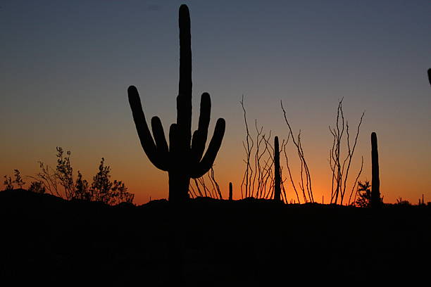 istock Saguaro Cactus at Sunset - Arizona 482032367