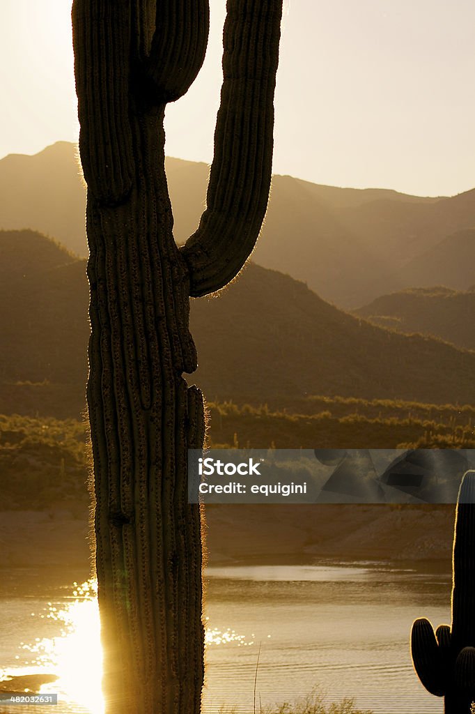 Saguaro en Sunrise - Foto de stock de Aire libre libre de derechos