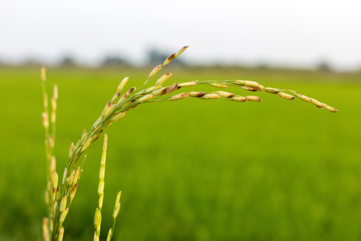 Disease threat to rice crop