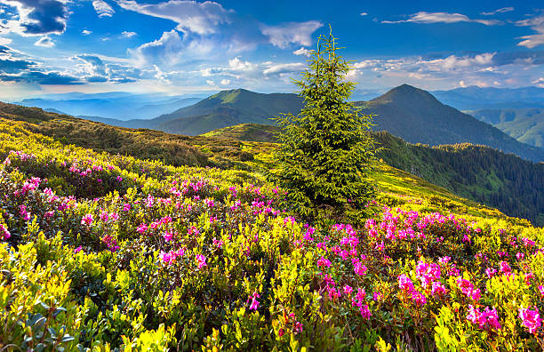 istock Magic pink rhododendron flowers in the mountain 482033361
