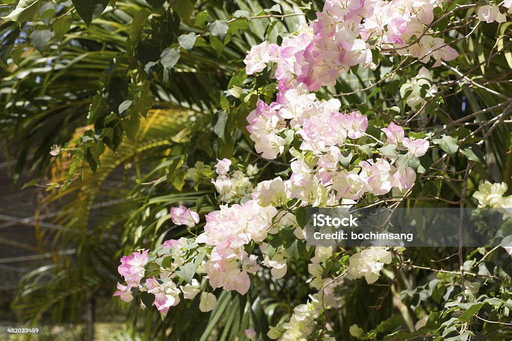 Pink bougainvillea Bougainvillea Stock Photo