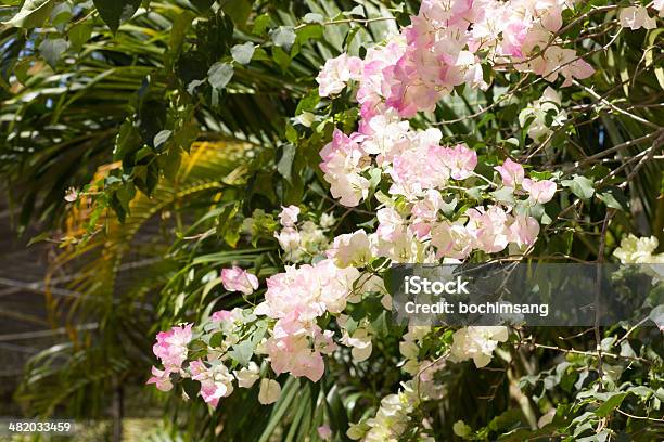 Pink Bougainvillea Stock Photo - Download Image Now - Bougainvillea, Climate, Close-up
