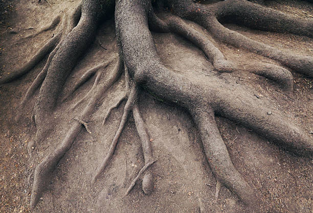 istock Old root of tree, in forest. Landscape of nature 482033463