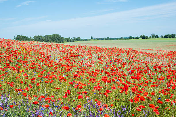 Poppy Field stock photo