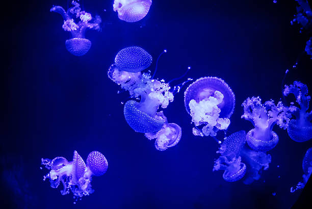 Group of spotted jellyfish stock photo